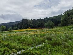 -武陵山森林公园