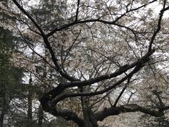 -武汉大学-樱园