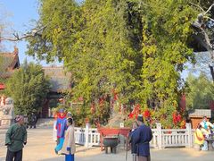 -大槐树寻根祭祖园