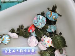 -曲阳花鸟市场(曲阳路店)