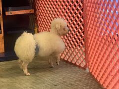 -more than meow吴止猫主题餐厅(承德 中船汇店)