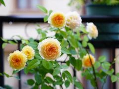 -泰吉象·纯正泰式按摩SPA(杭行荟店)