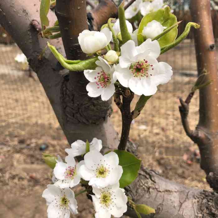 孟悟生态园-"前两年都去的东山,今年说试试孟悟村,挺有.