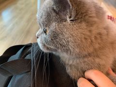 -猫大福·Fortune Cat猫舍(百子湾店)