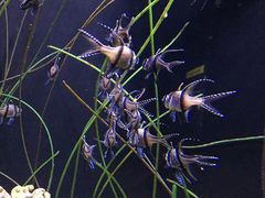 -西雅图水族馆