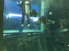 -秦皇岛新澳海底世界