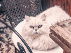 -喵屿·大理花园猫咖