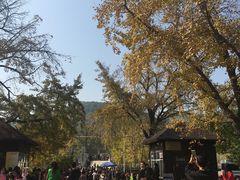 -千年银杏谷文化旅游区