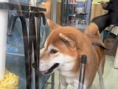 -瑞鹏宠物医院·宠保定点·心脏科·内科(御桥分院)