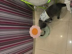 -瑞鹏·疫苗·绝育·宠物医院(金沙洲店)