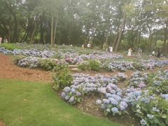 -上海共青森林公园