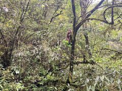 -西岭雪山大飞水景区