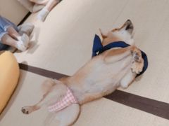 -逗柴咖啡屋·狗咖猫咖宠物桌游