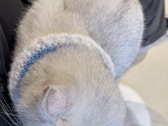 -怪兽屋·羊驼·猫咖·狗咖(俊华广场店)