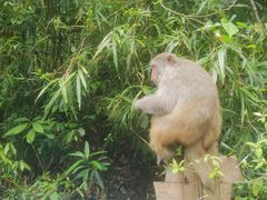 -姑婆山旅游区