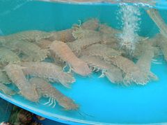 -京秀缘蒸汽海鲜农家菜大馅蒸饺