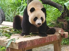 -广州长隆野生动物世界