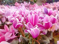 -石家庄市植物园