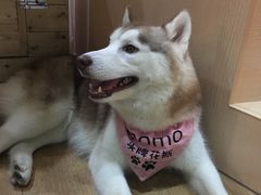 momo-Husky Go! 哈士奇体验馆·宠物咖啡厅狗咖