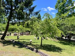 -神户市立六甲山牧场