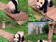 -黔灵山公园