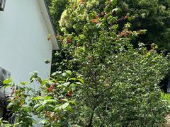 -西湖风景区十里琅珰-五云山