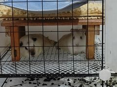 -守诺宠物医院·眼科· 特色牙科·异宠专科(虹口店)
