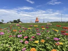 -杭州湾海上花田景区