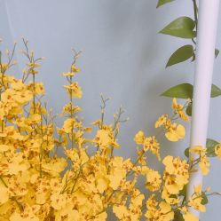 -Yue Show馨选·半永久纹眉纹眼线
