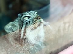 -青藏高原野生动物园