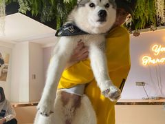 -Husky Go! 哈士奇体验馆·宠物咖啡厅狗咖
