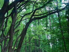 -上海共青森林公园