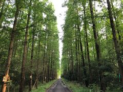 -东平国家森林公园