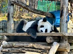 -大连森林动物园