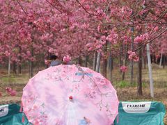 -天适樱花悠乐园