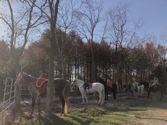 -上海海湾国家森林公园