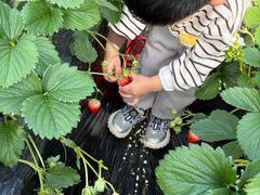 -大自然农场蔬菜草莓采摘园