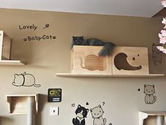 -CC猫狗洗浴·猫咪寄养酒店