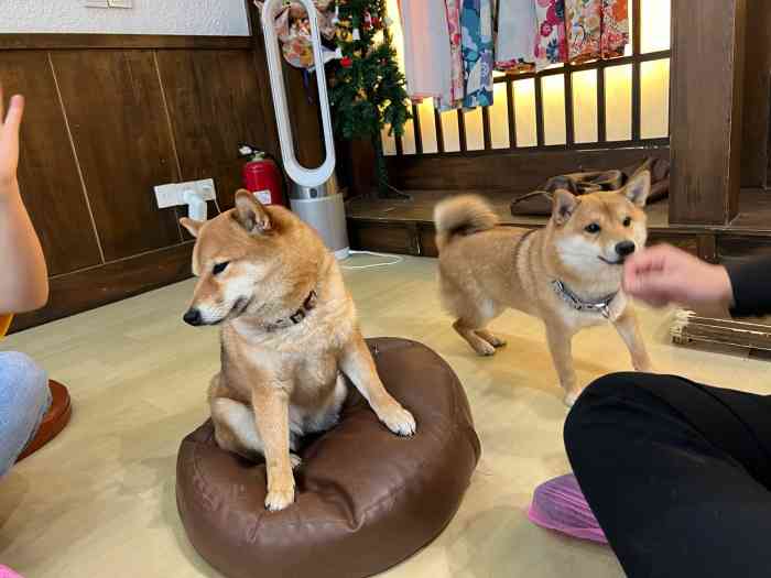 豆柴院子柴犬主题咖啡馆(三里屯旗舰店"太可爱的豆柴啦98先预约