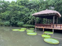 -上海滨江森林公园