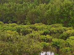-北海金海湾红树林生态旅游区