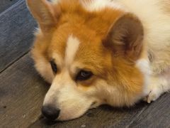 -肥朵食堂(带梦胡同店)