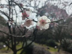 -香雪海