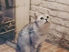 -猫咪博物馆(顶澳仔猫街店)