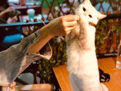 -李小姐の猫咖啡馆(五角场店)