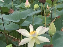 -大莲湖农家乐(青西郊野公园店)