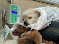 -北京观赏动物医院·24小时大型综合·猫专科·异宠专科