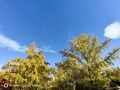 -三里屯东五街银杏大道