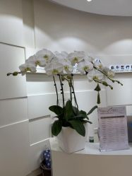 -JUVA欧华医美连锁