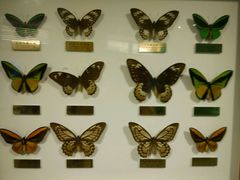 -上海昆虫博物馆